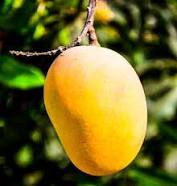Kesar Mango