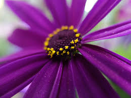 Plush flowers_new