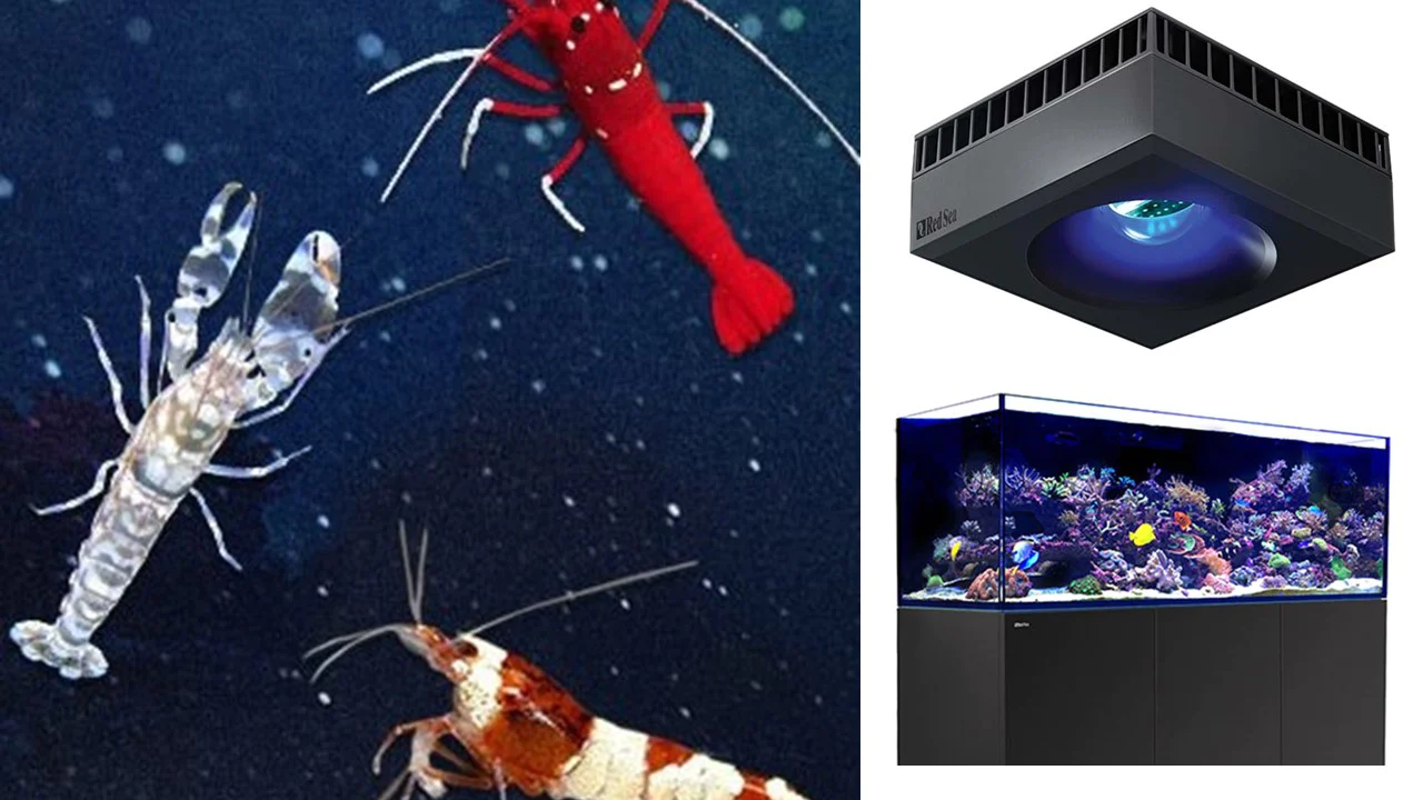 Shrimp Empire Tank